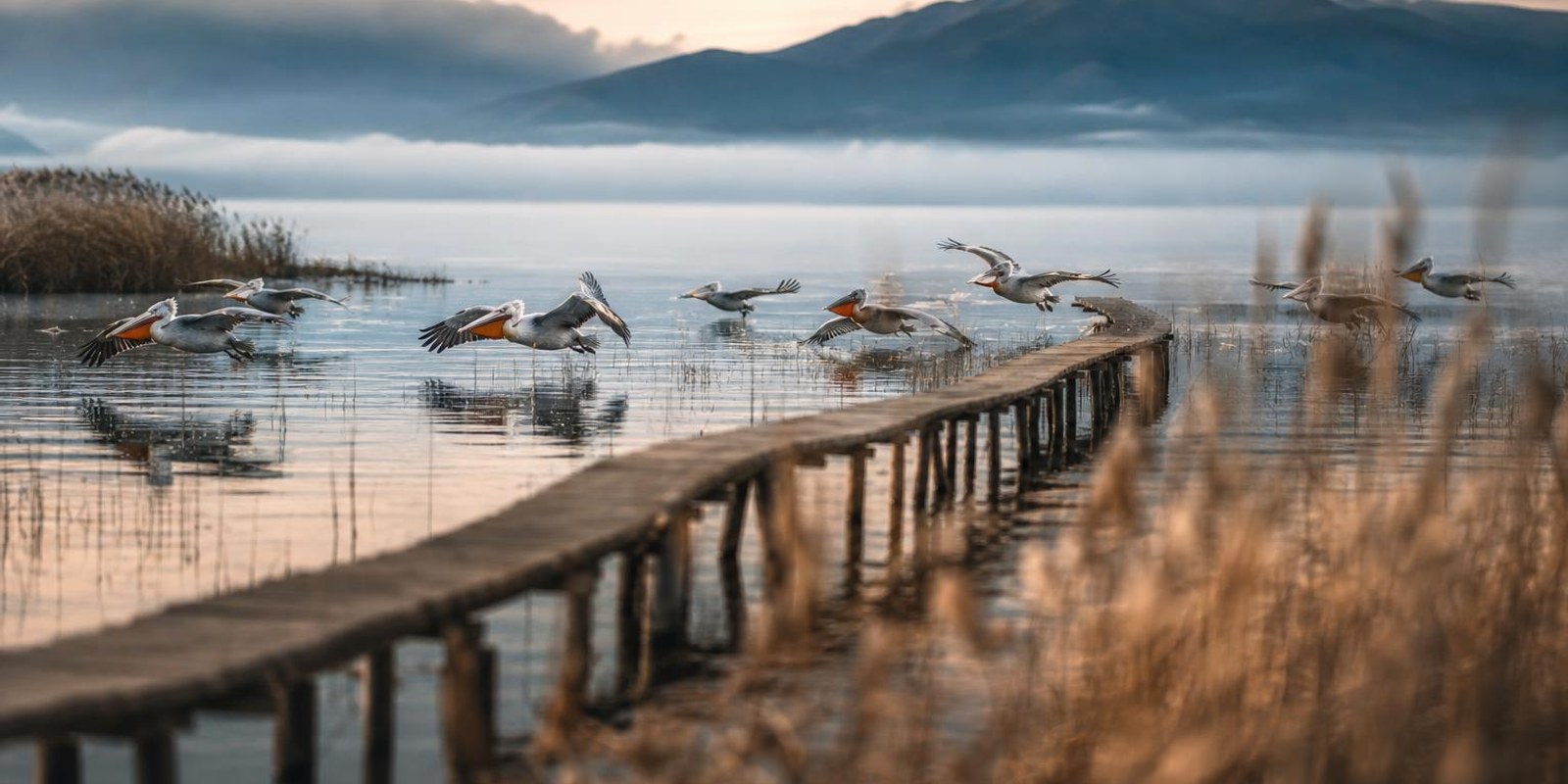 Pelikane gleiten im Morgenlicht ueber das Schilf der Prespa-Seen, eine Holzbruecke fuehrt durchs Flachwasser.